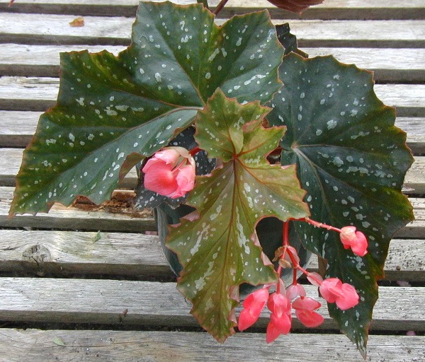 B. ‘Joyce’